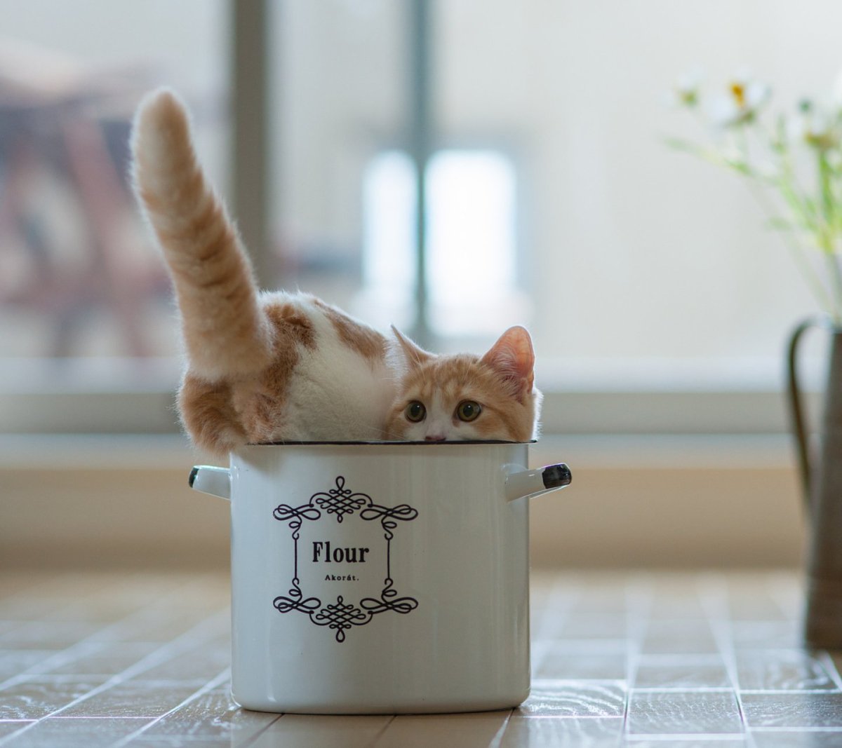 Мимимишное утро