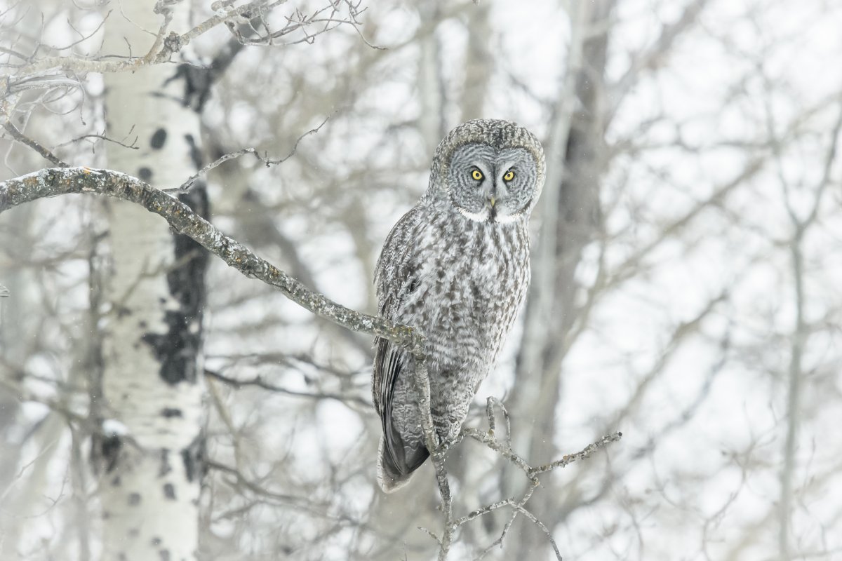Сова зимой