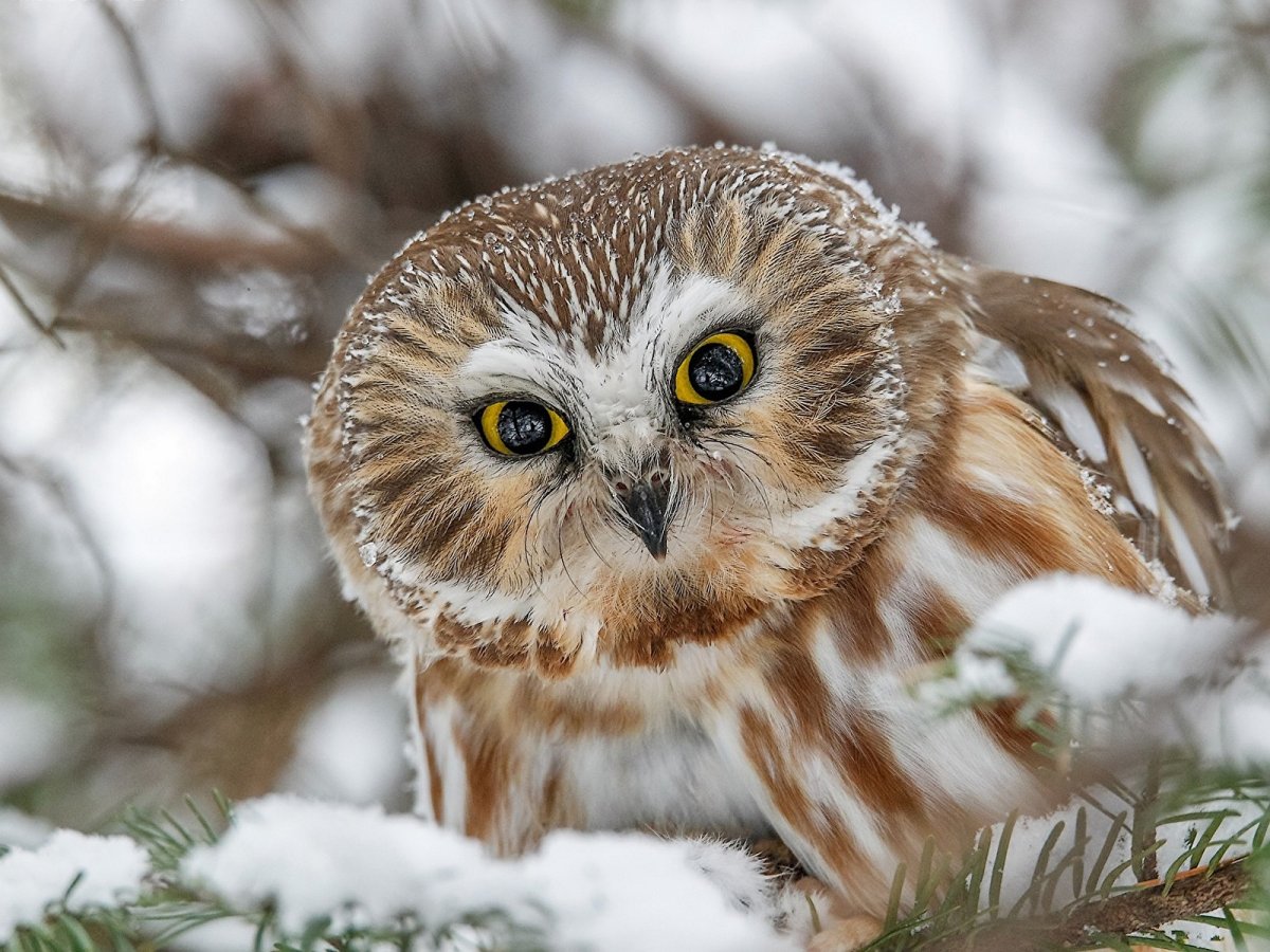 Североамериканский мохноногий Сыч