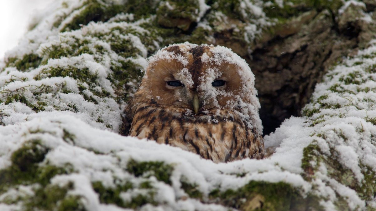 Совята зимой