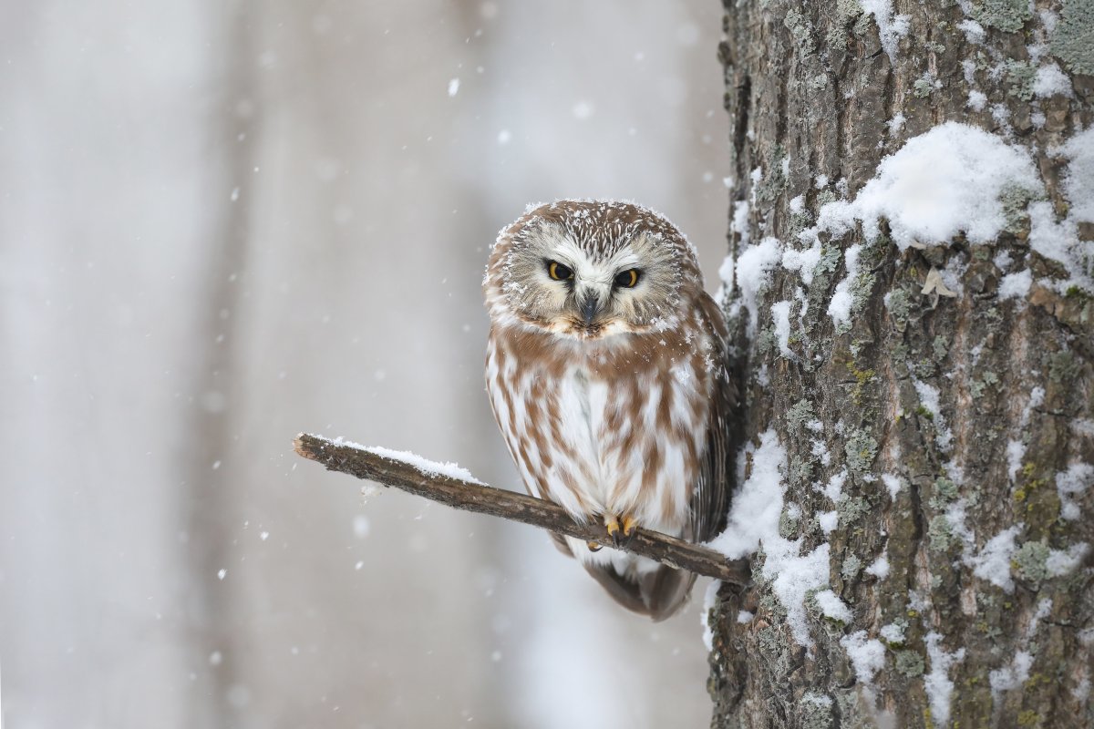 Североамериканский мохноногий Сыч