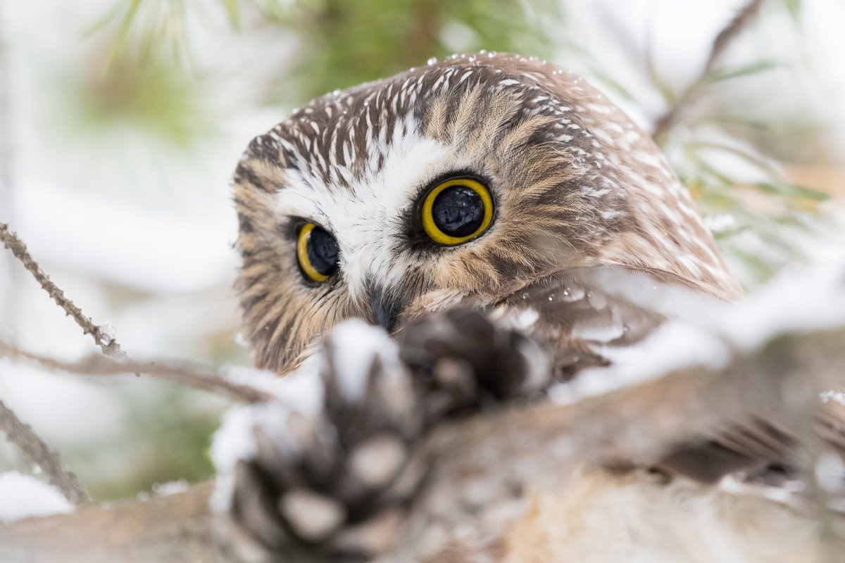 Зимующие птицы Сова