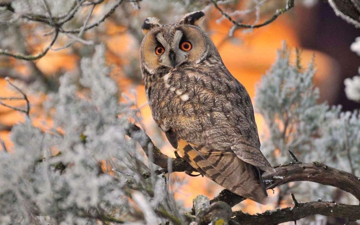 Зимующие птицы Сова