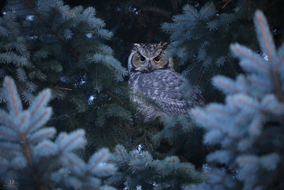 Филин в зимнем лесу
