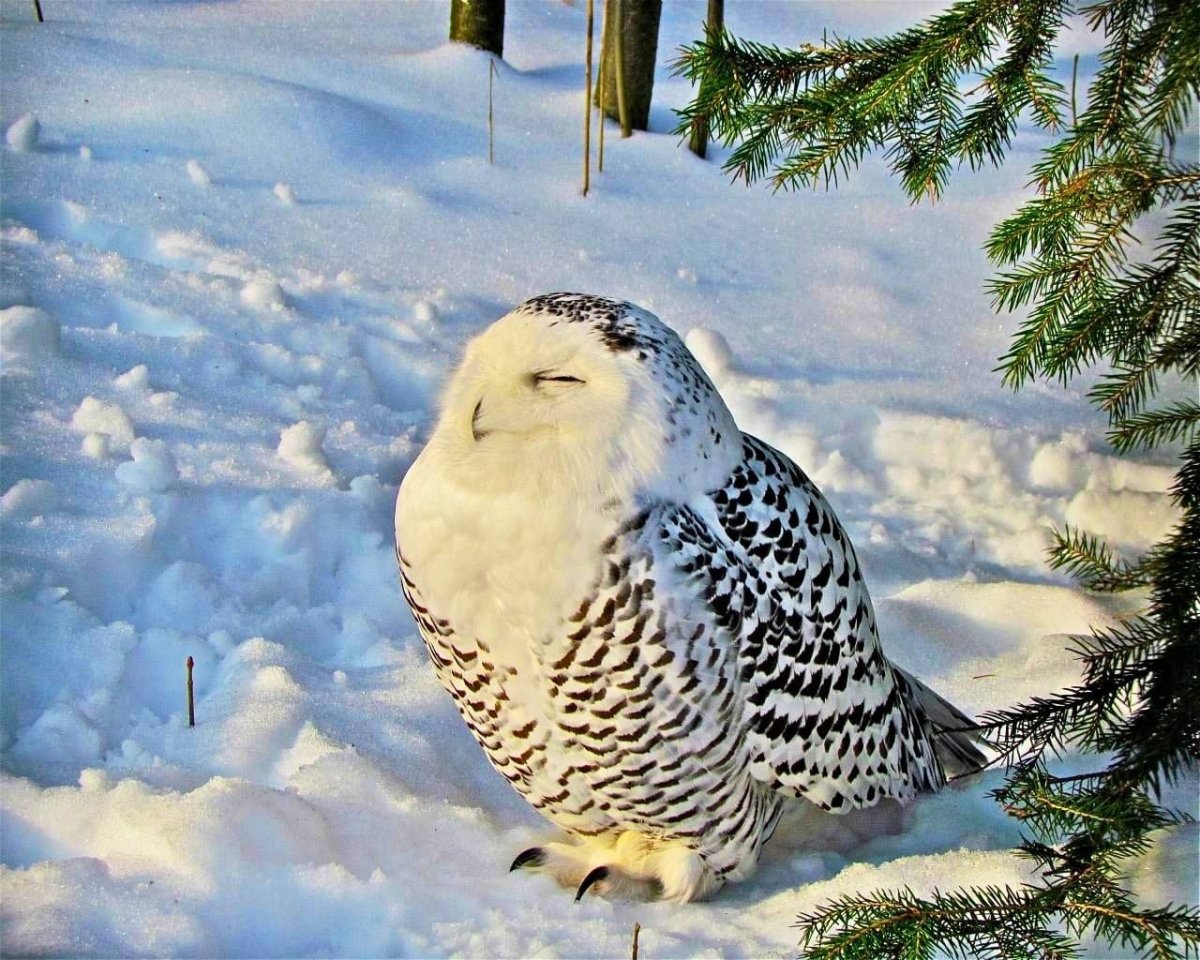 Полярная Сова зимой