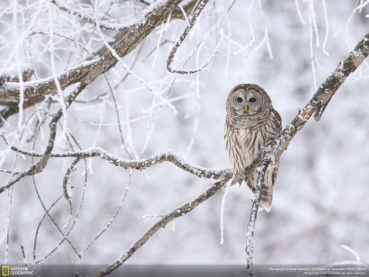 Неясыть зимой