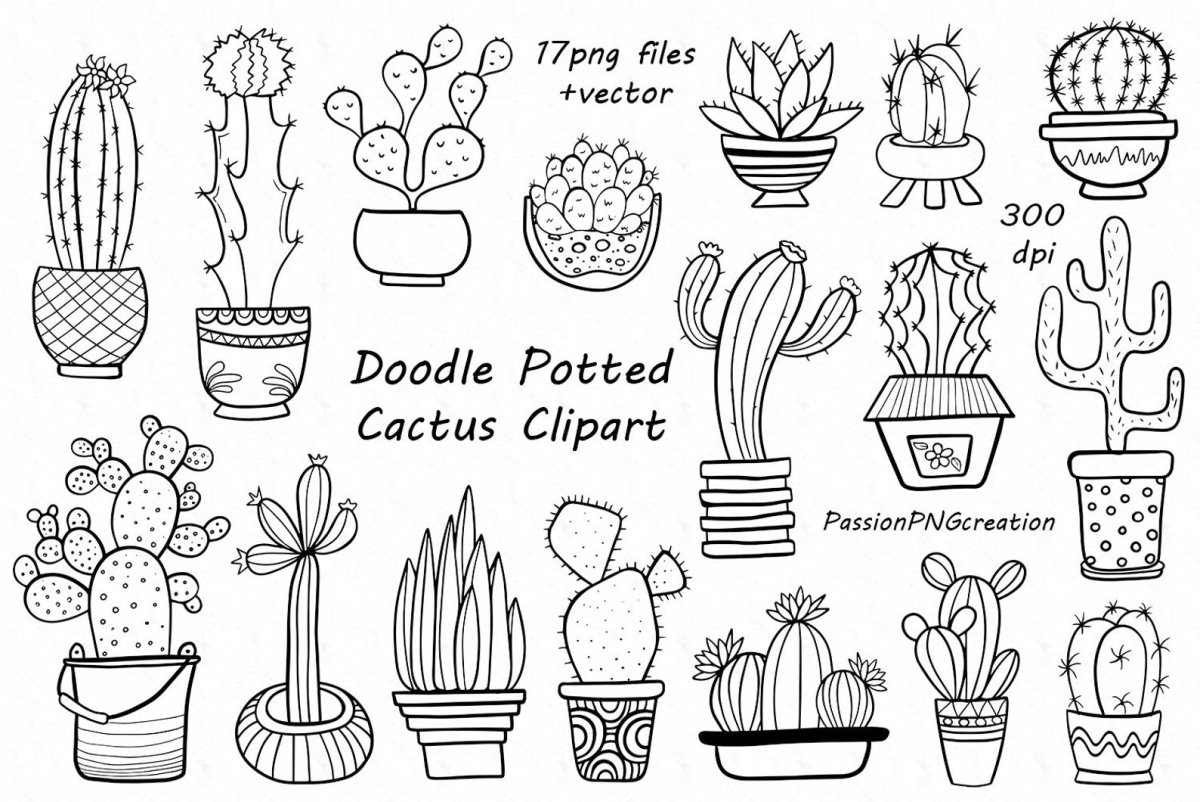 Дудлы кактусы и Суккуленты