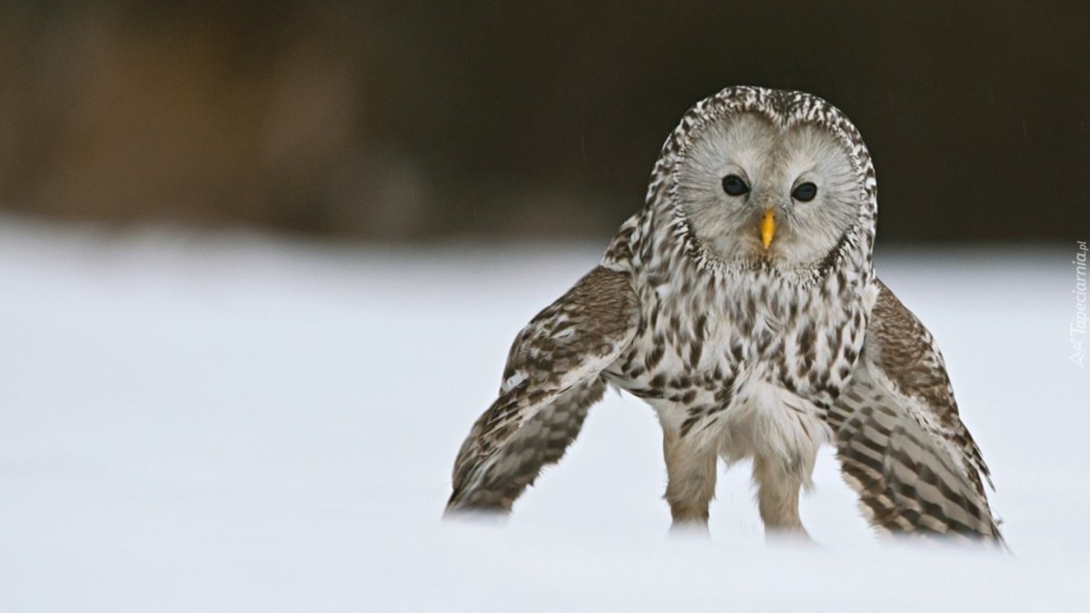 Неясыть зимой