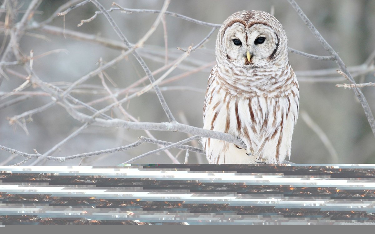Сова зима