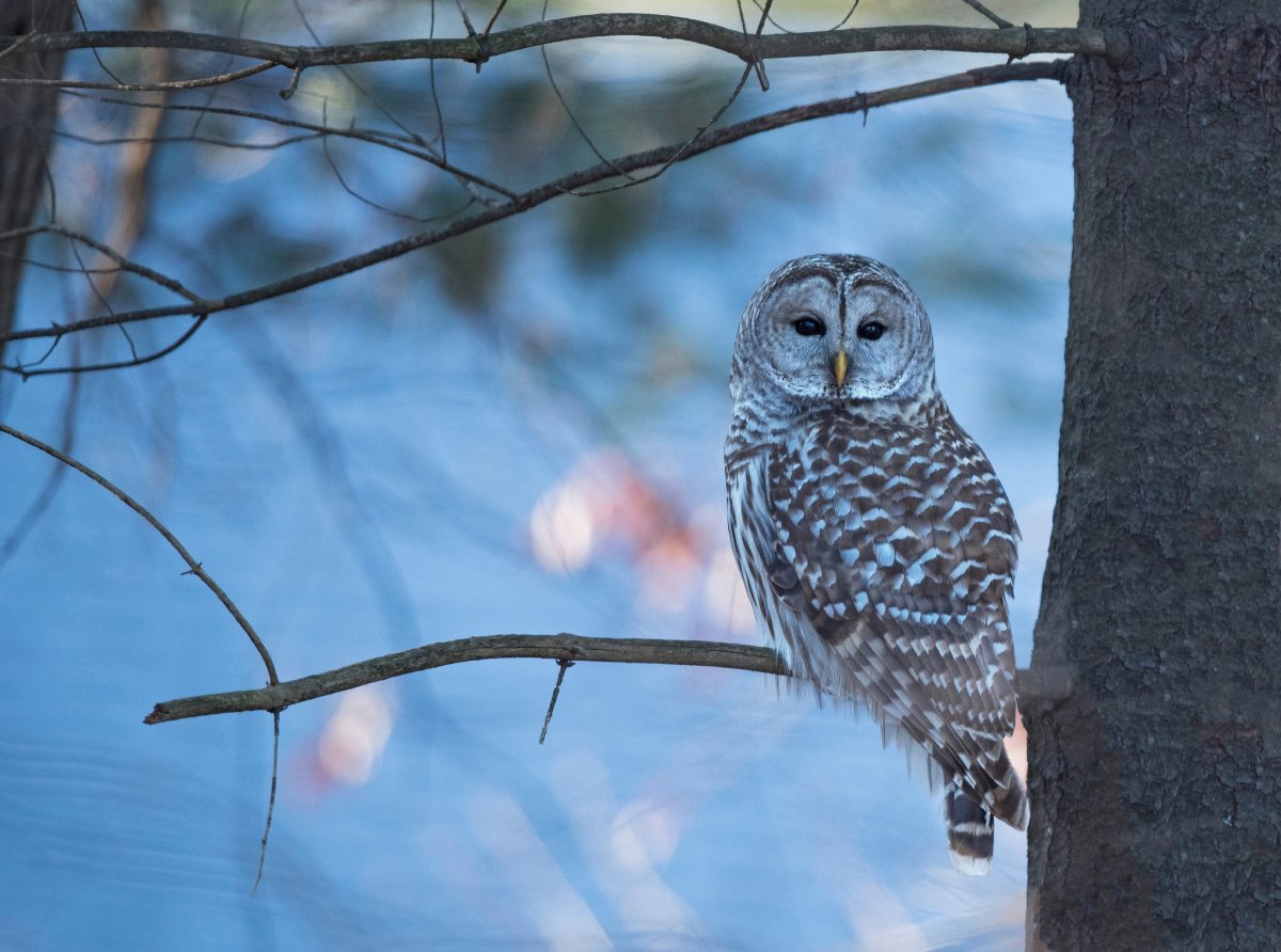 Филин зимой