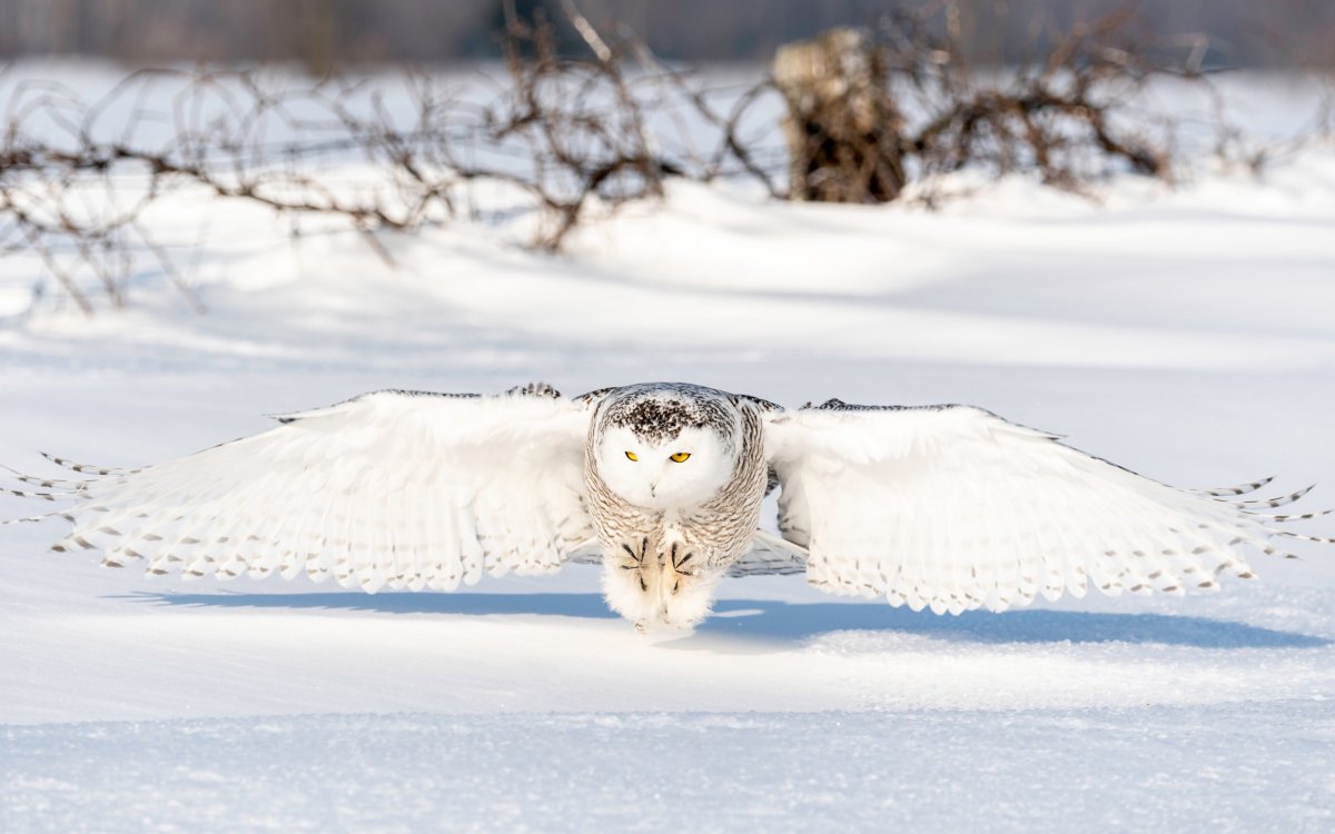 Полярная Сова Пичужкин