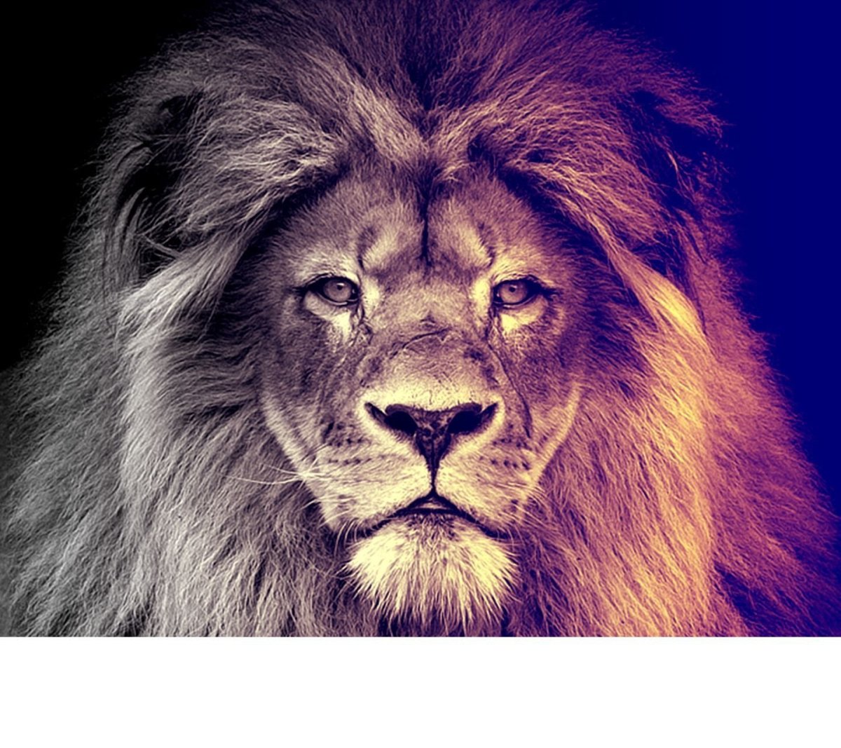 Львы картинки на аватарку