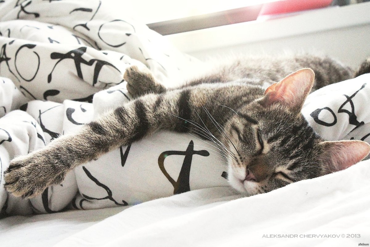 Доброе утро с кошками