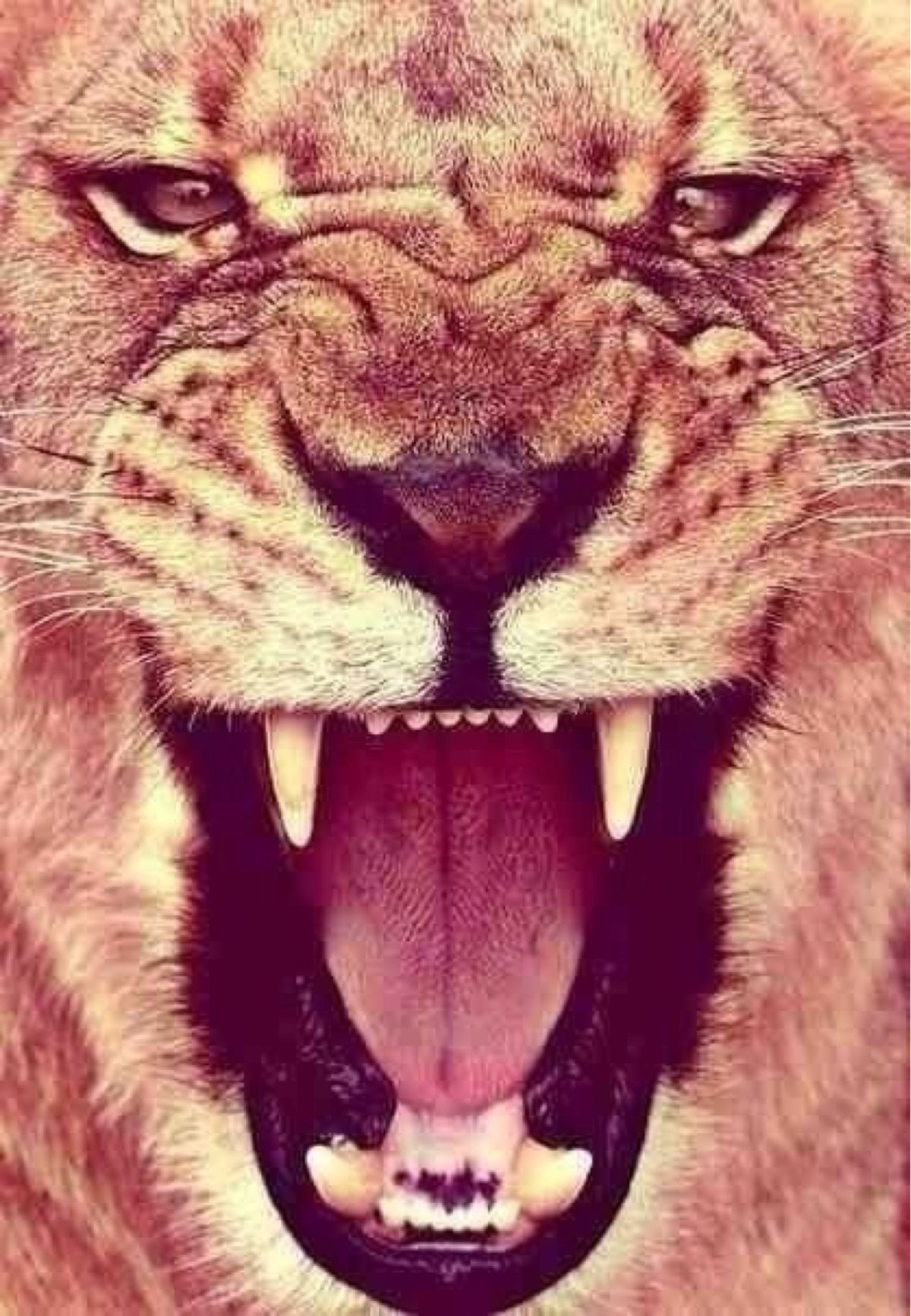 Злые животные