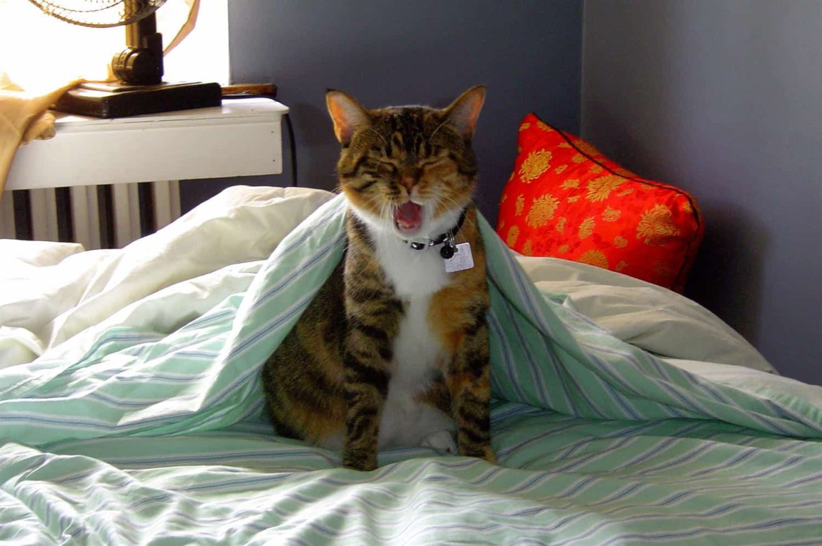 Невыспавшаяся Сова