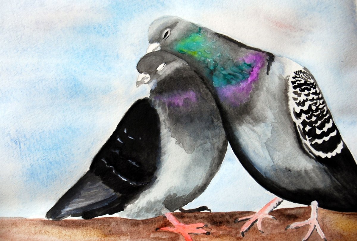 Голубь рисунок акварелью