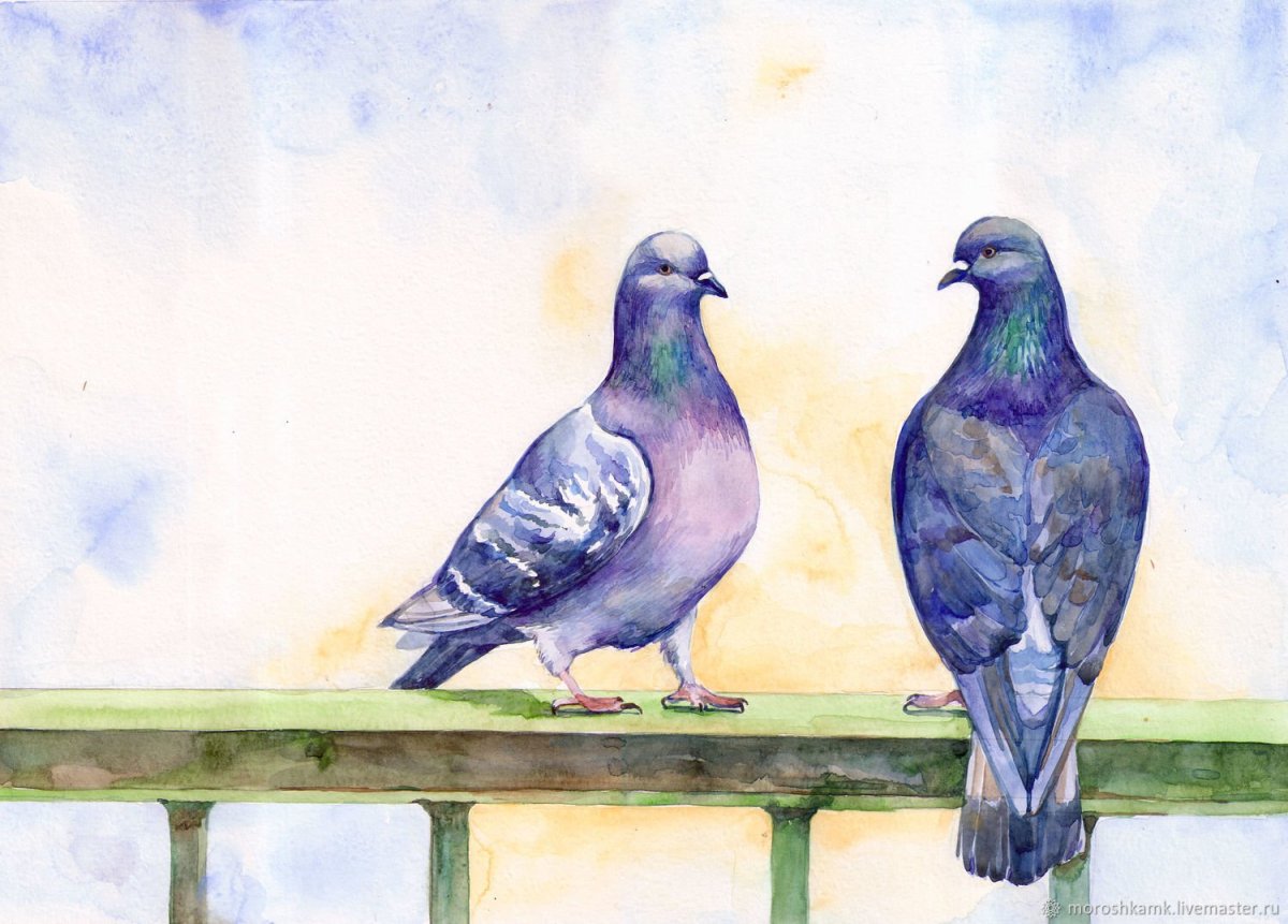 Зарисовки голубей