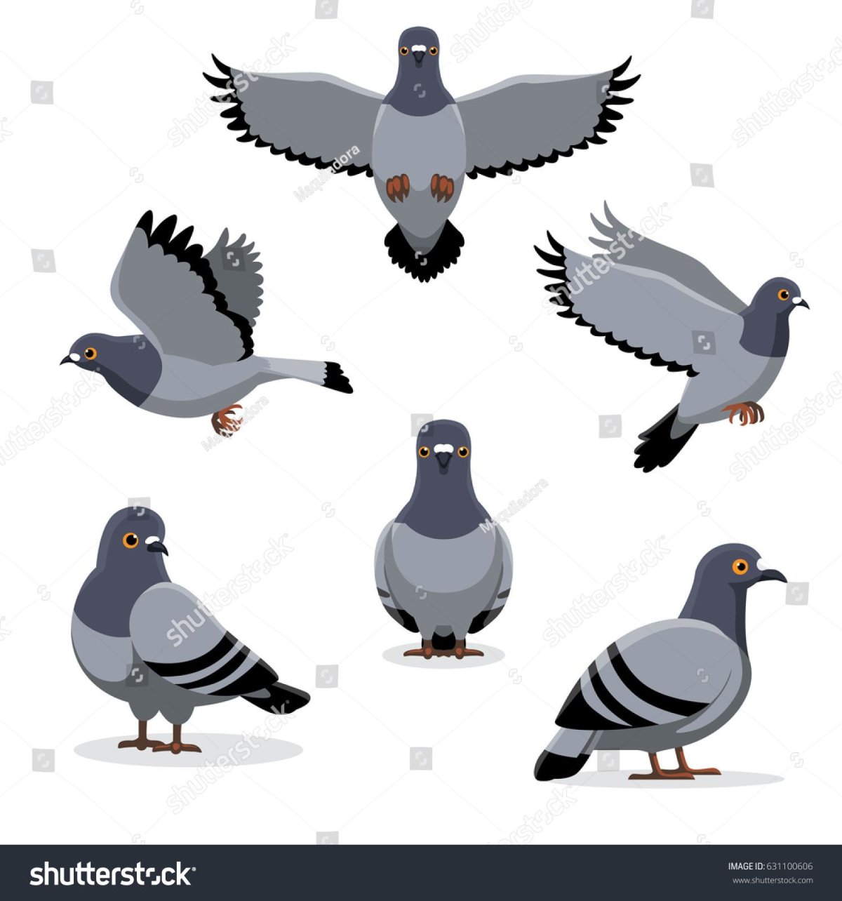 Голубь спереди вектор