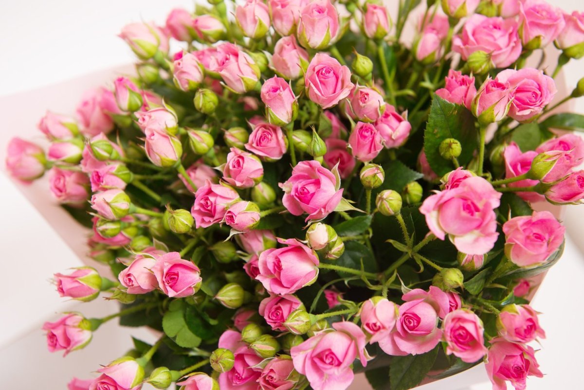 Роза кустовая Пинк блоссом