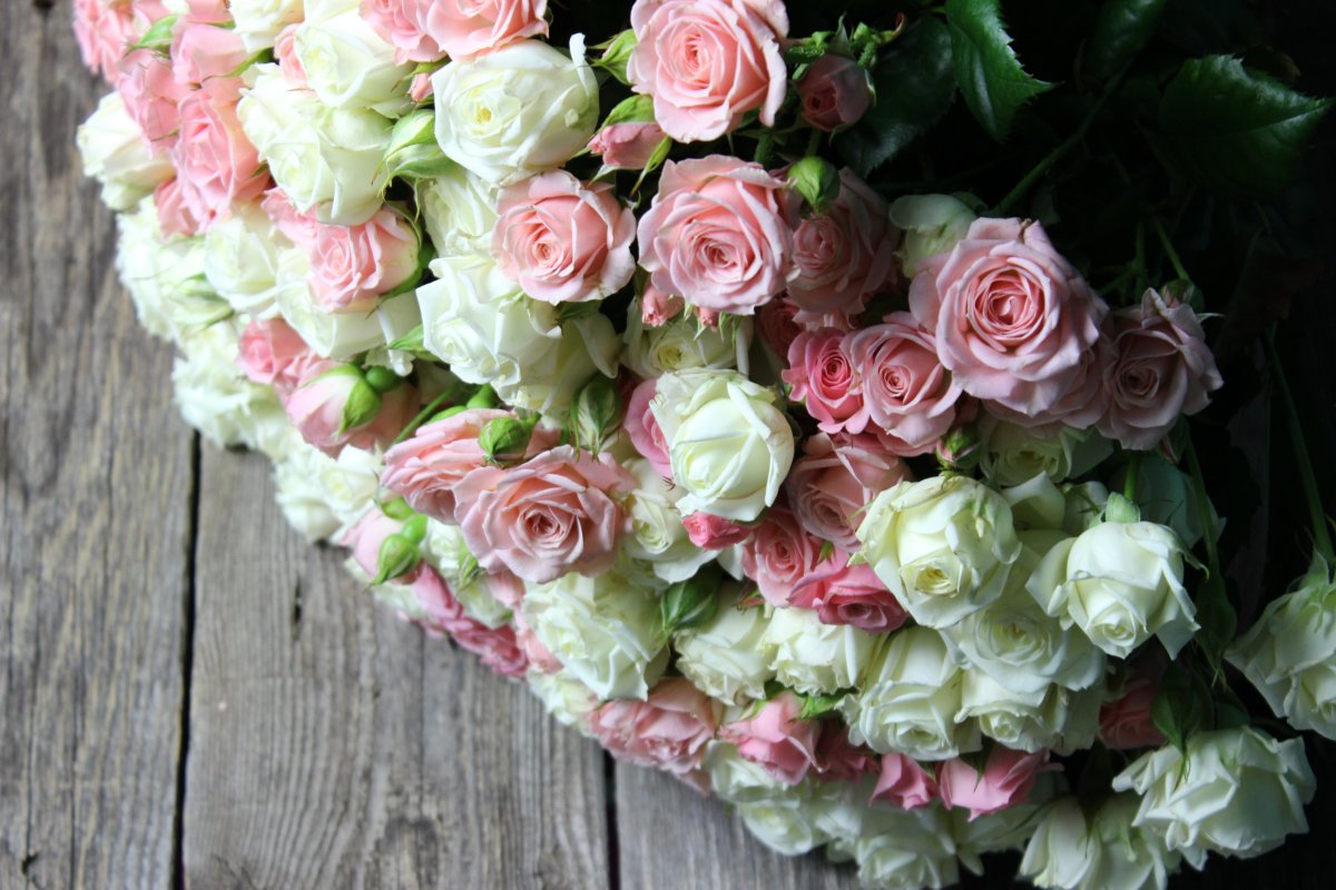 Спик блоссом роза кустовая