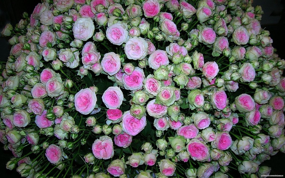 Огромный букет розовых роз