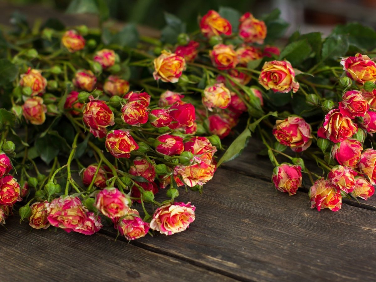 Нежные маленькие розы