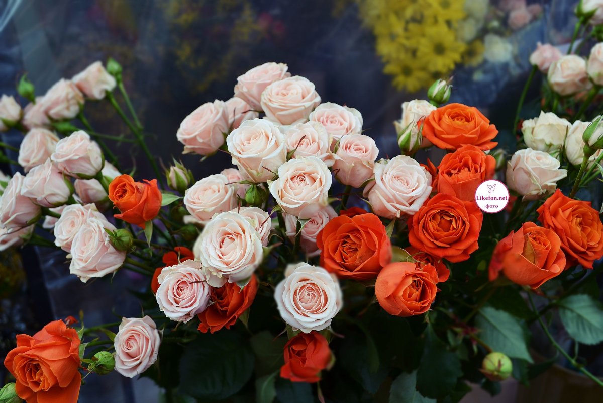 Роза кустовая Налани