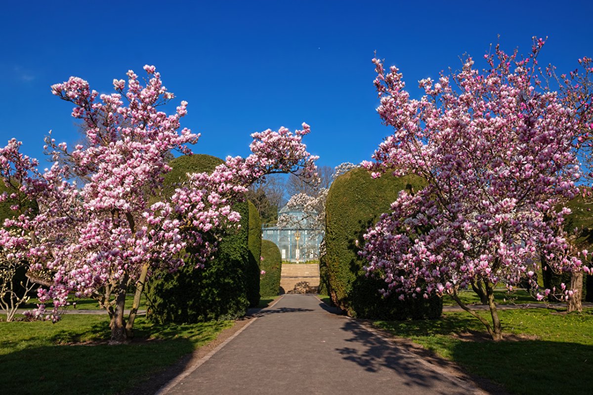 Магнолия цветет в Штутгарте