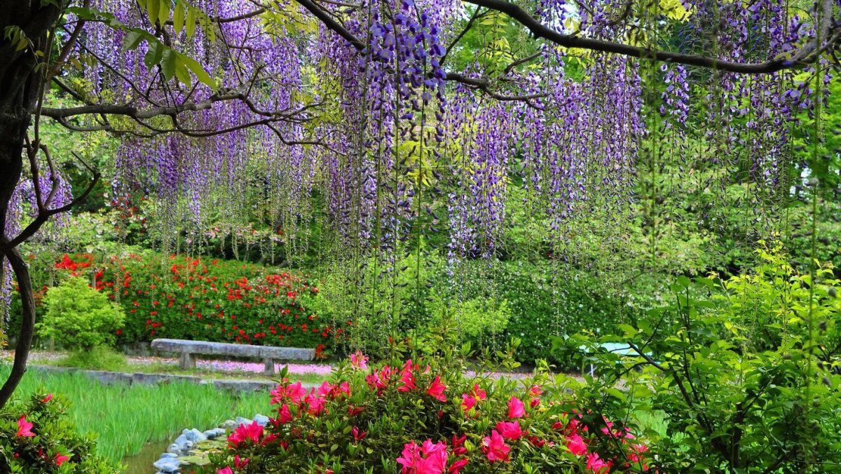 Глициния Япония