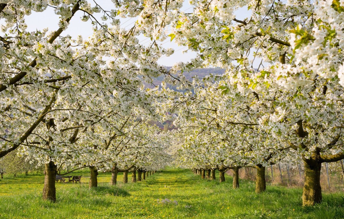 Ясная Поляна цветение яблонь