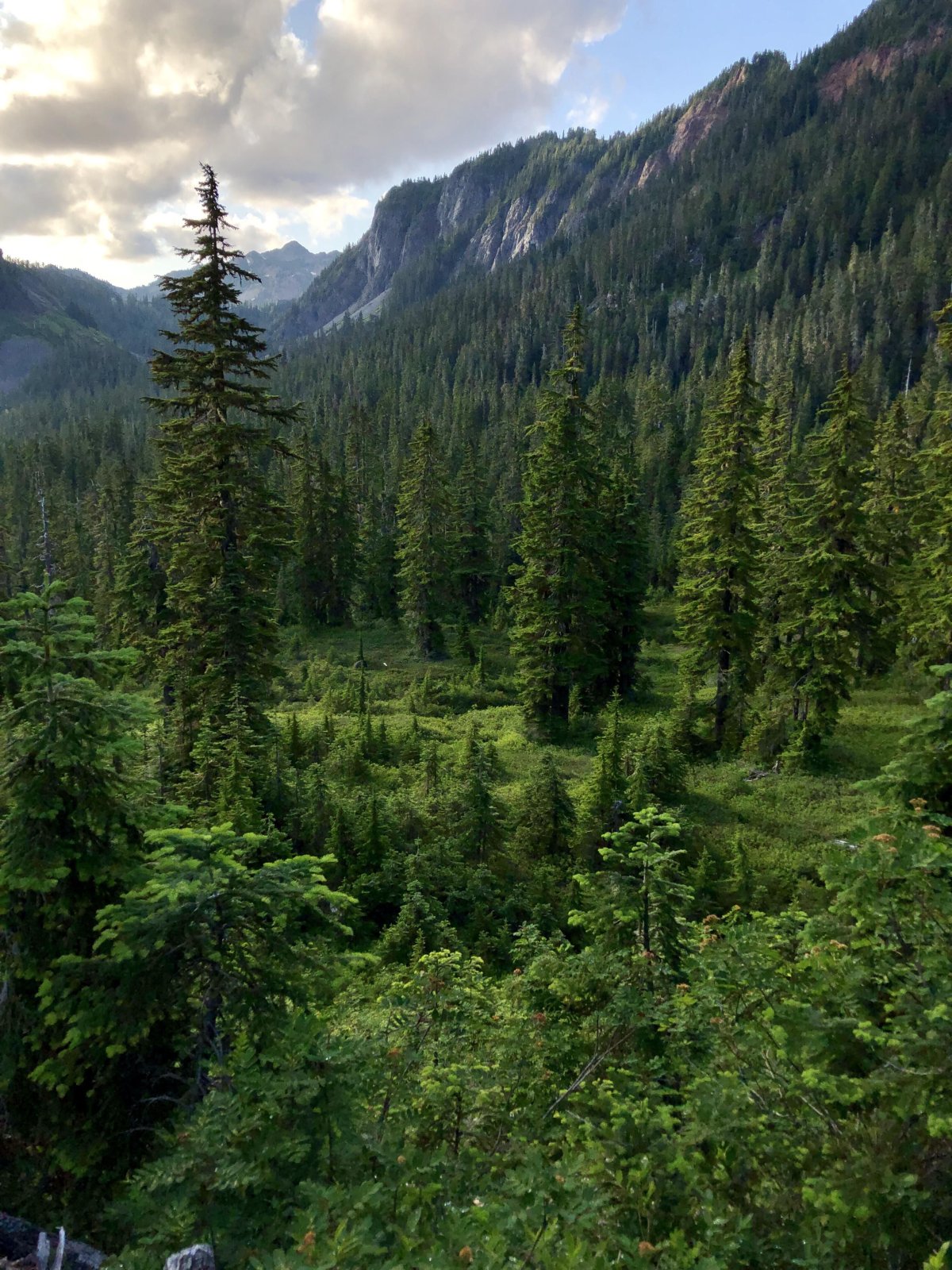 Тайга (хвойные леса) Сыктывкар