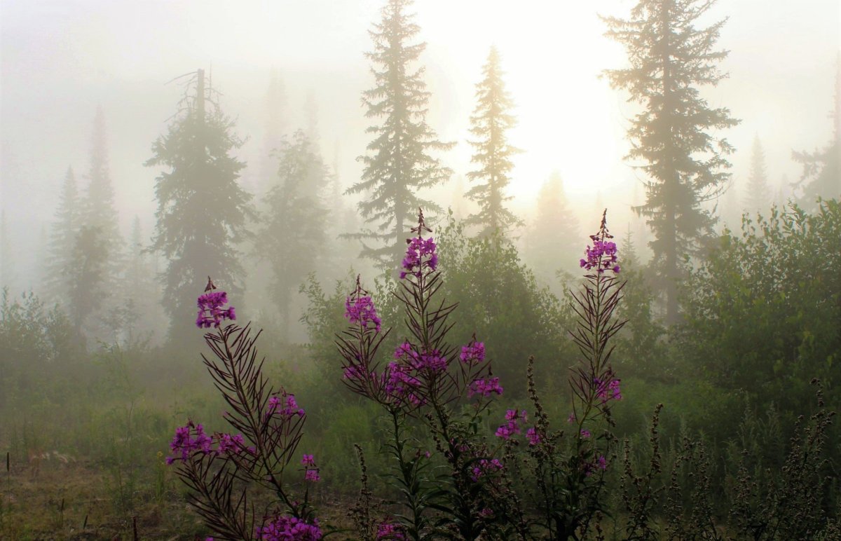 Рассвет в Сибири