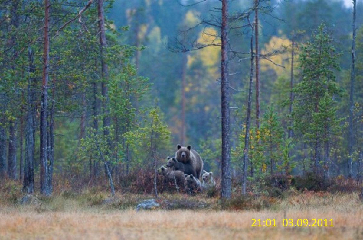 Бурый медведь хозяин тайги