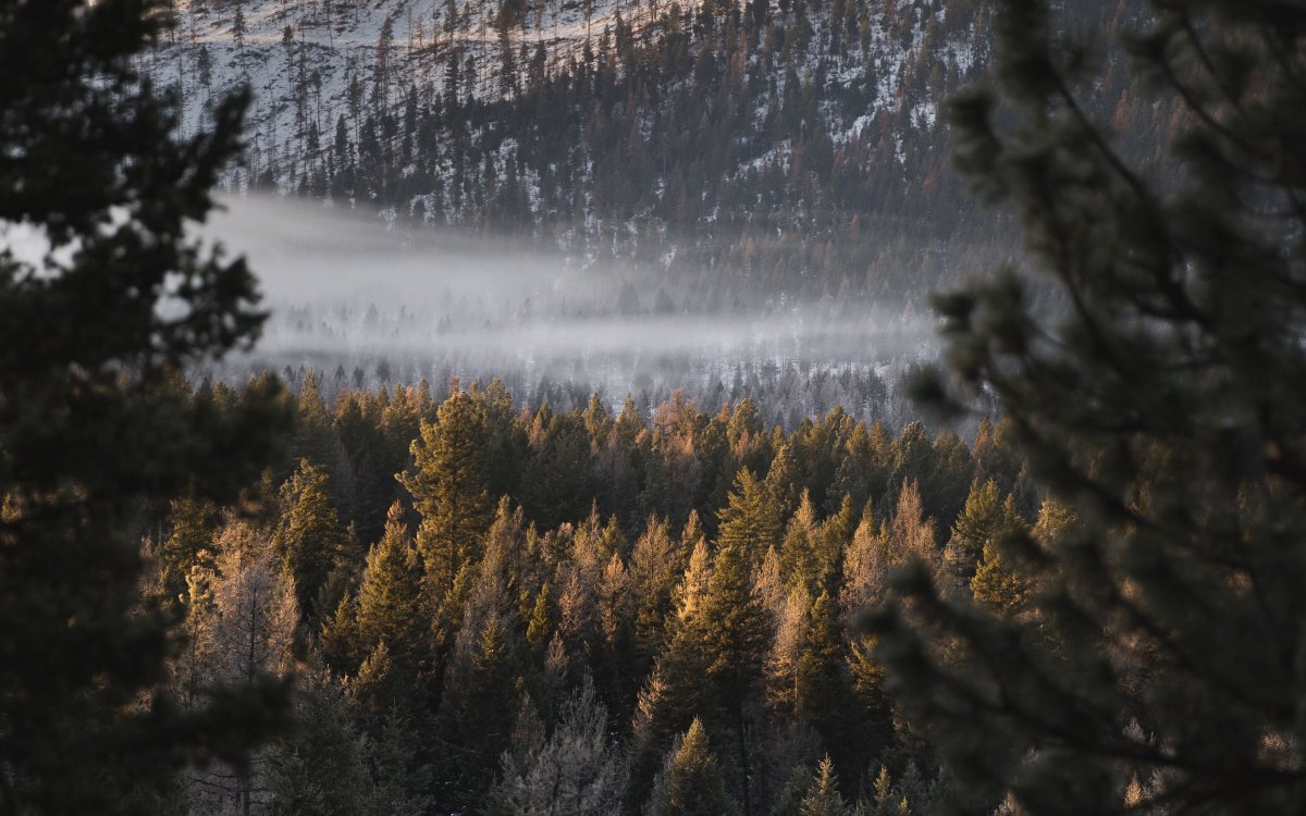 Обои на рабочий стол 1600х900 лес