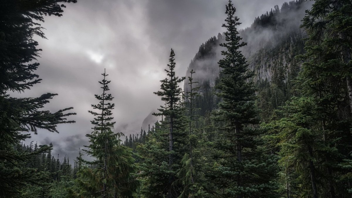 Таежный лес в тайге