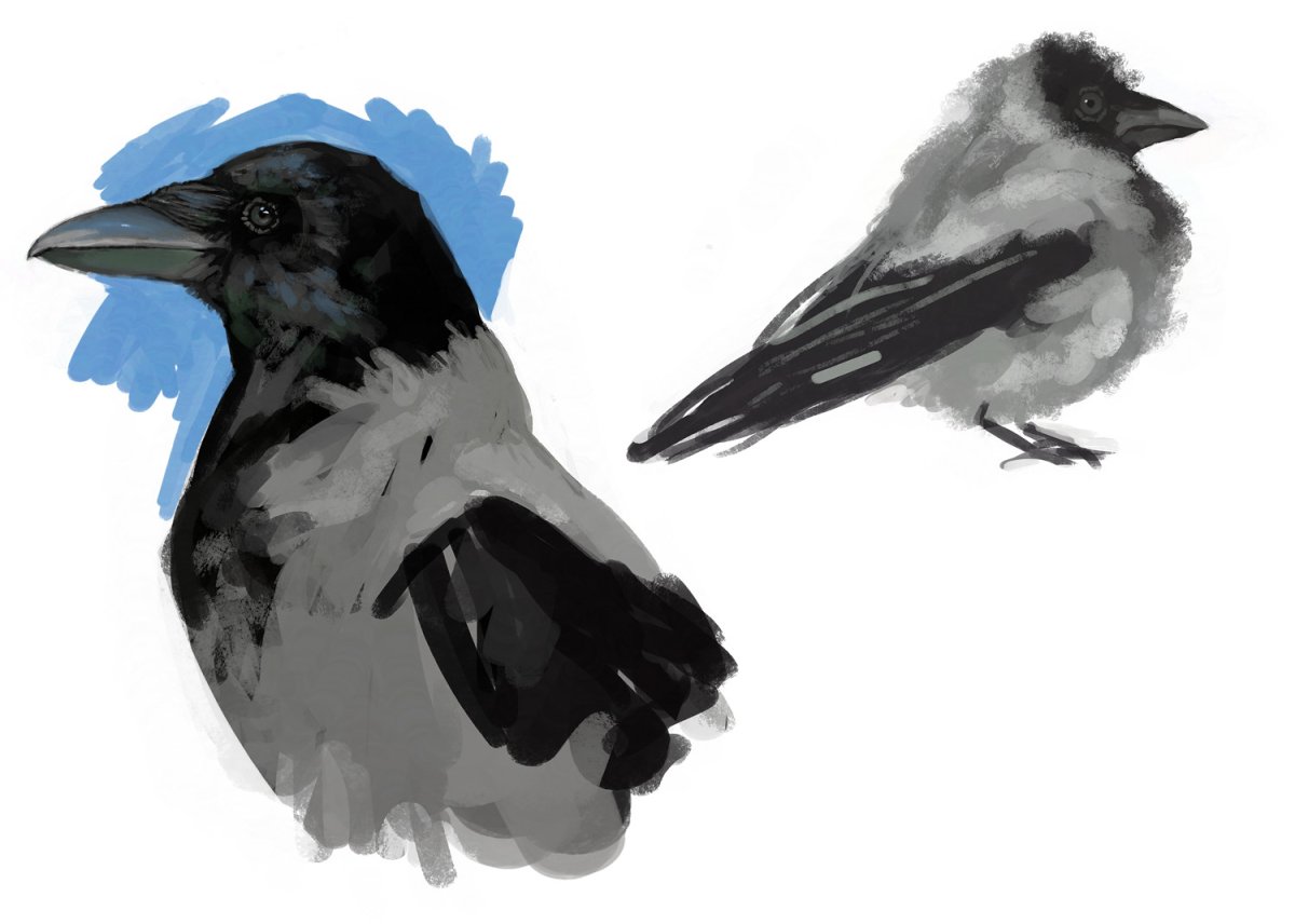 Ворона иллюстрация