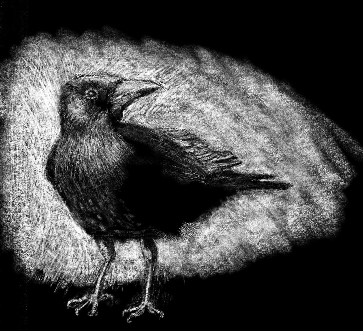 Ворона для срисовки