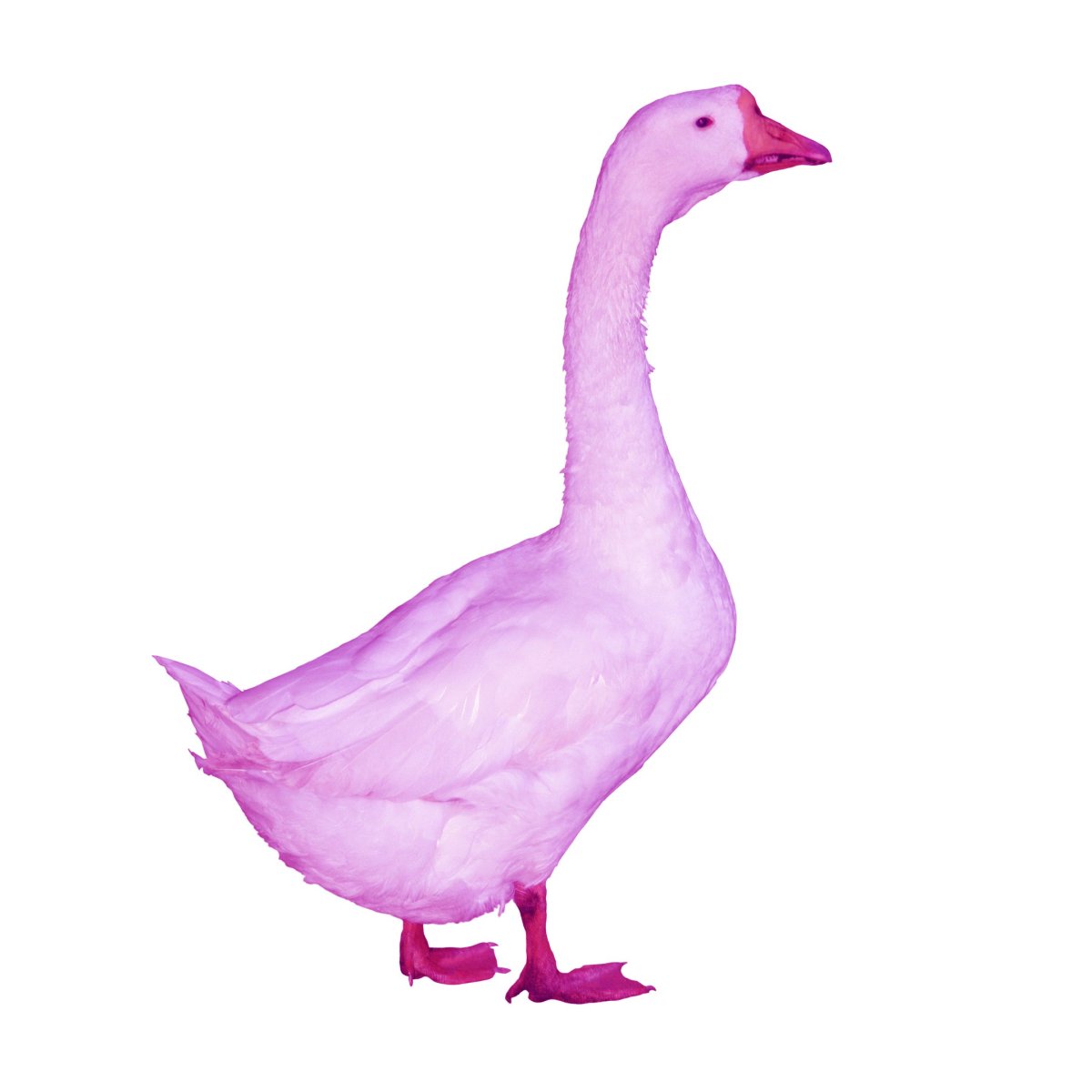 Розовый Гусь ACONTRARI