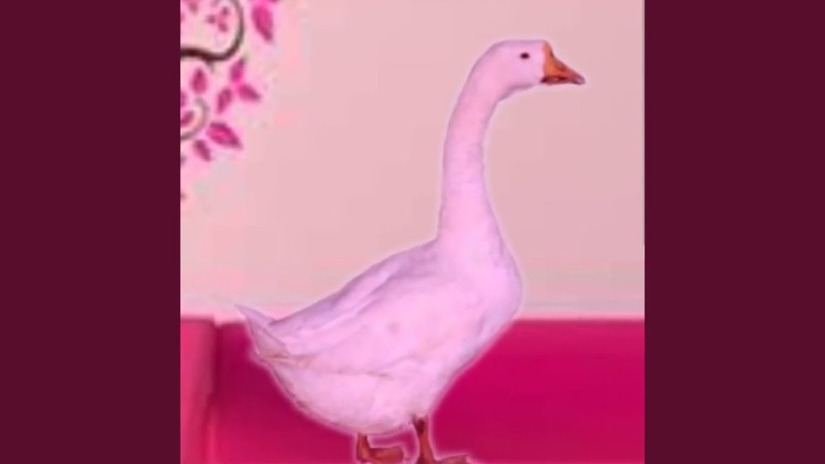 Розовый Гусь оригинал