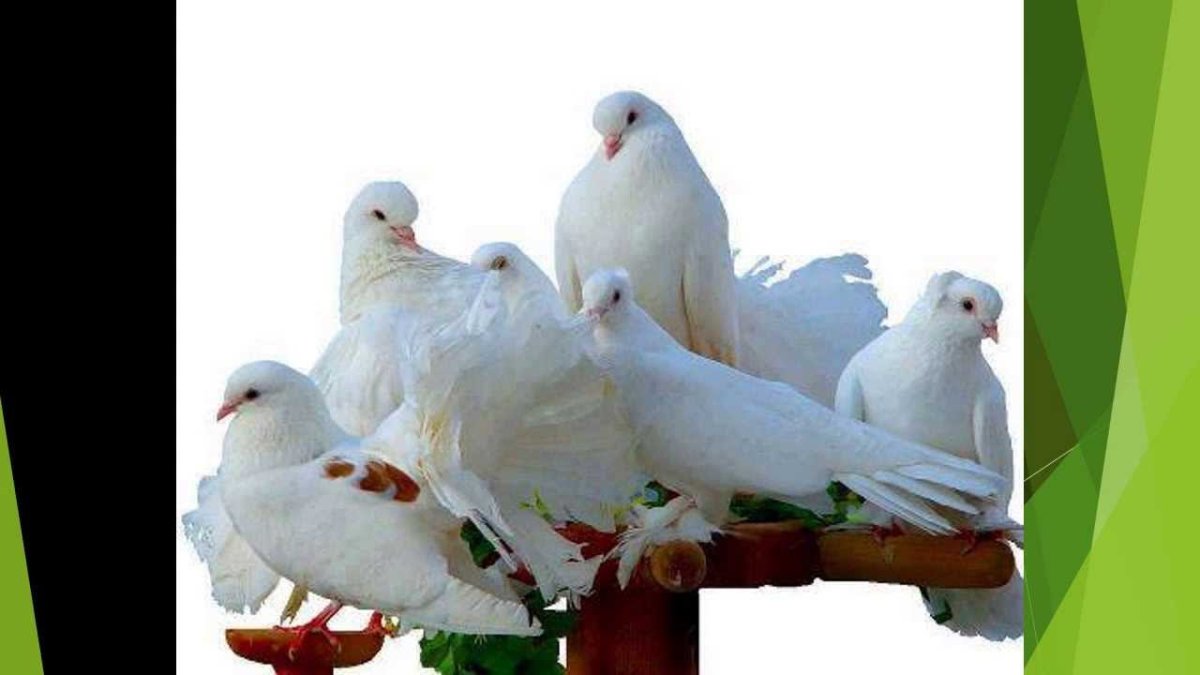 Мира и любви вашему дому