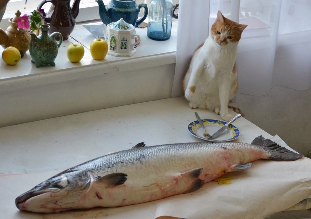 Рыбный день