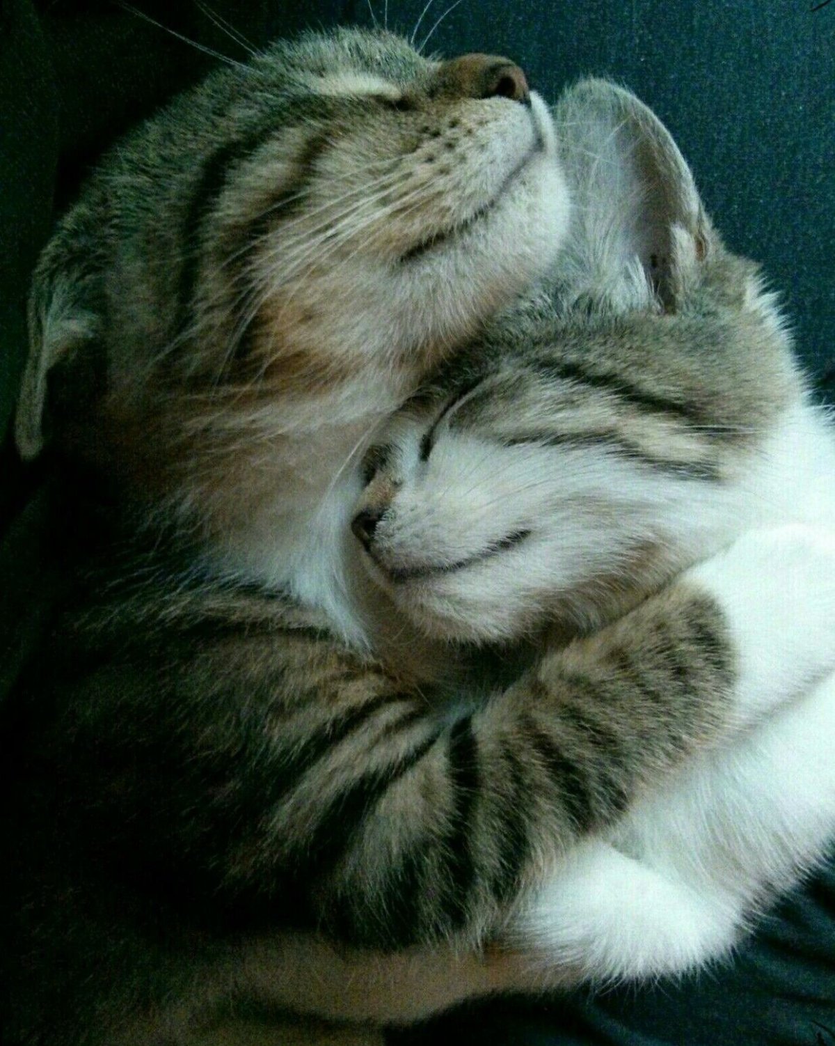 Сказочные пожелания спокойной ночи