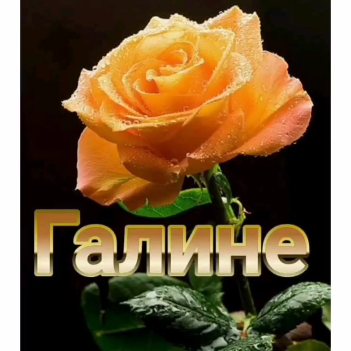 С днём рождения галочка