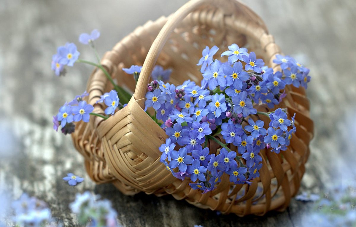 Букет незабудок