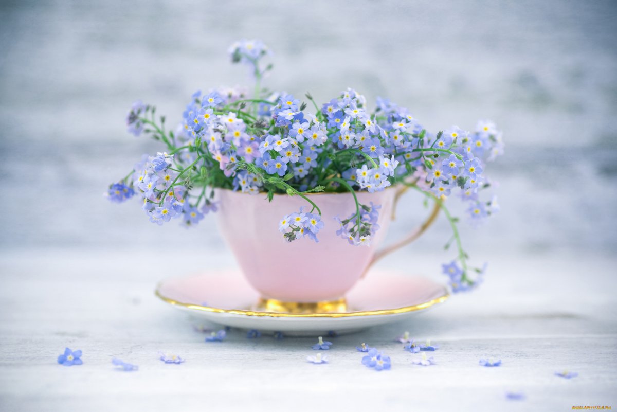 Зимний подарочный букет незабудок