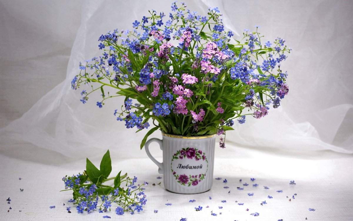 Незабудка g711