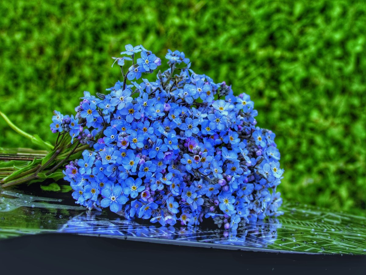 Нежно голубые цветы