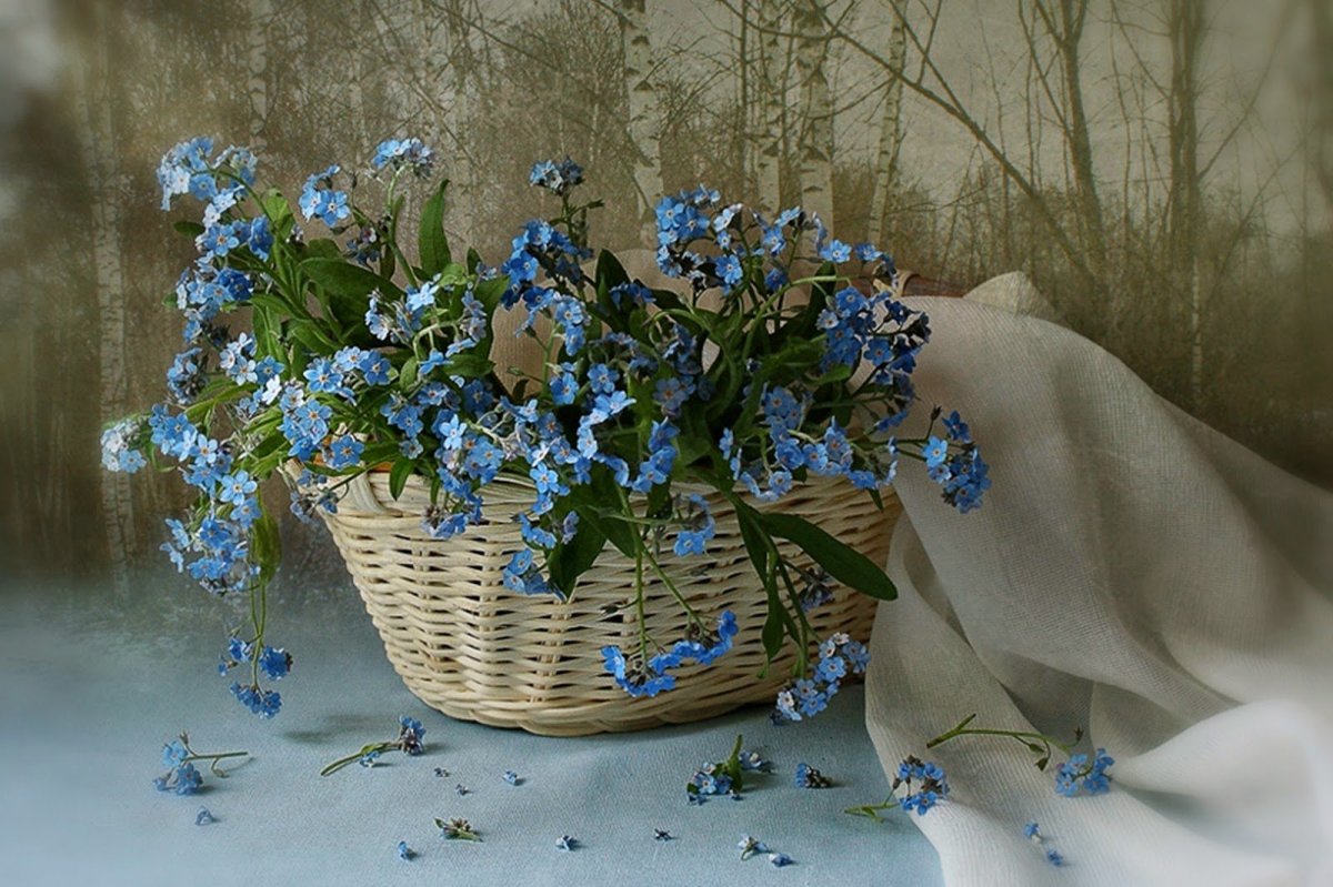 С днем рождения незабудки