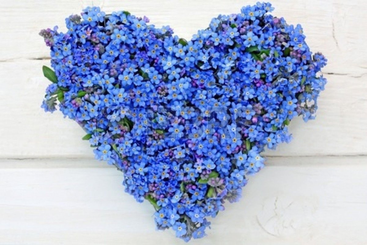 Ромашки и незабудки