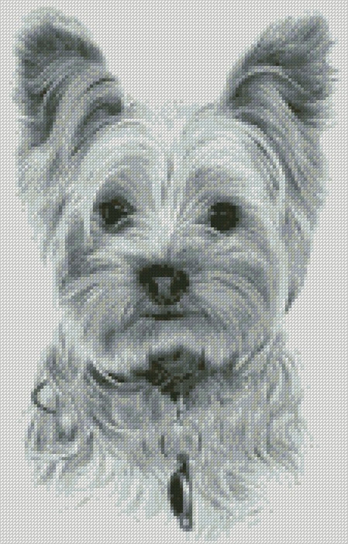 Бивер-Йоркширский терьер